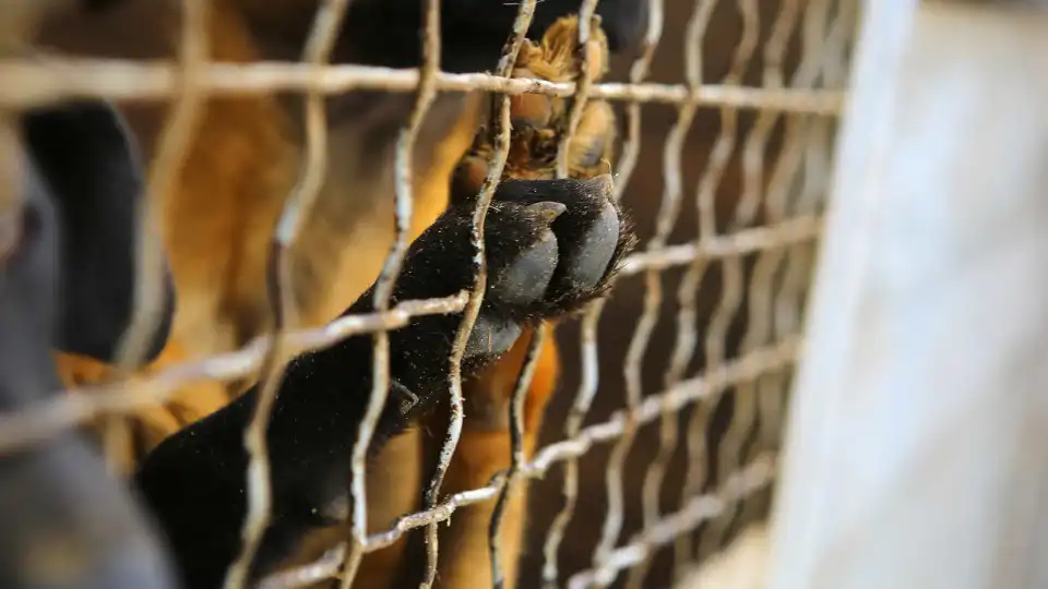 IRA vai ajudar "animais em risco" devido a incêndio em Albergaria-a-Velha