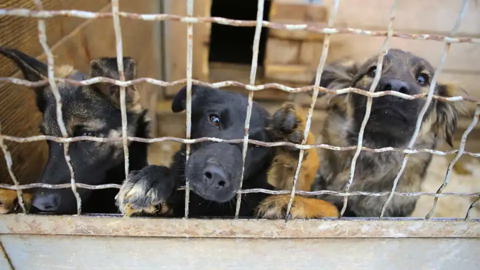 Canil de Azeméis retirou os 170 cães antes de fogo chegar a Ossela