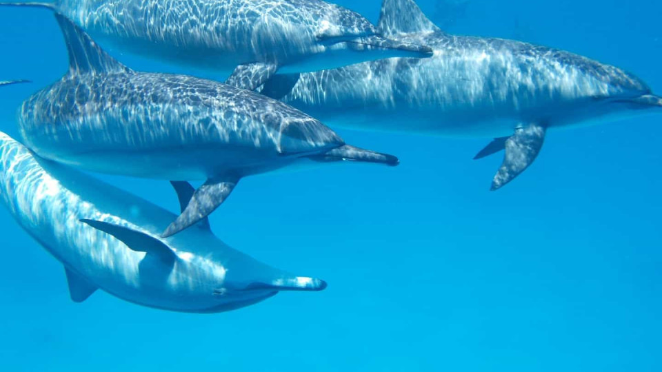 Investigadores testam formas de afastar golfinhos das redes de pesca