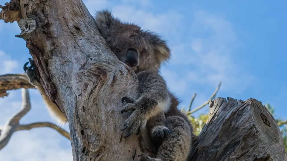 ONG pedem apoio para animais selvagens afetados pelos fogos na Austrália
