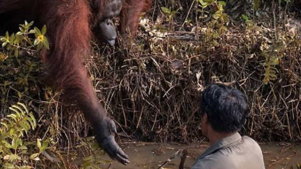 Orangotango estende o braço para ajudar homem que estava em rio com cobra
