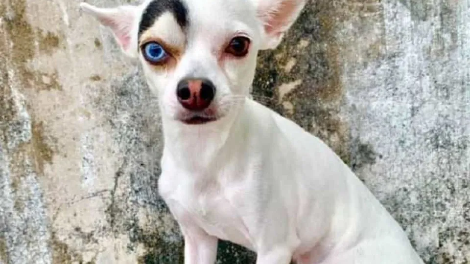 É um vilão dos filmes de James Bond? Não, é um Chihuahua 'desconfiado'