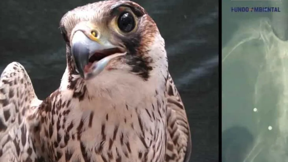 Falcão-peregrino ferido a tiro foi recuperado em Lisboa