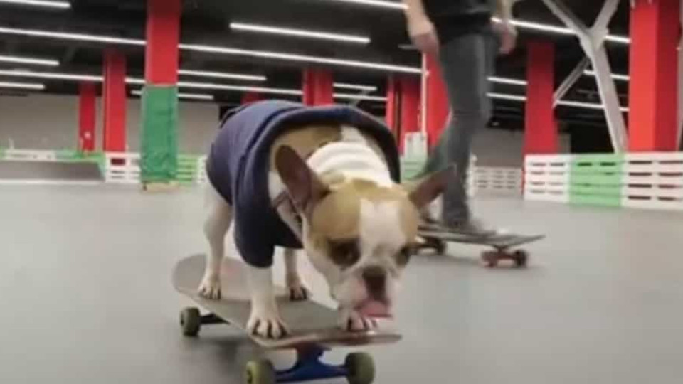 Conheça Sonya, a buldogue que é uma estrela a dominar o skate