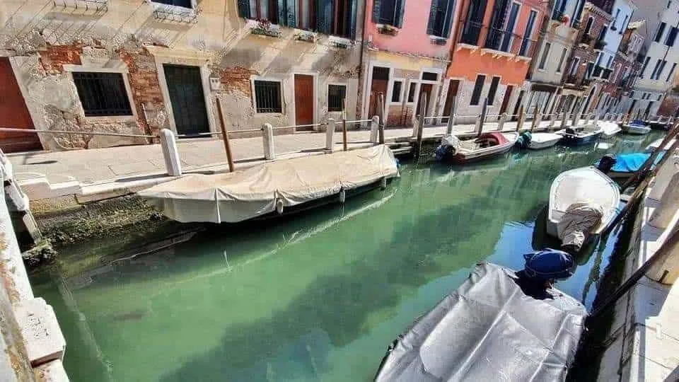 Sem turistas, Veneza está mais bonita. E recebe visita de... golfinho
