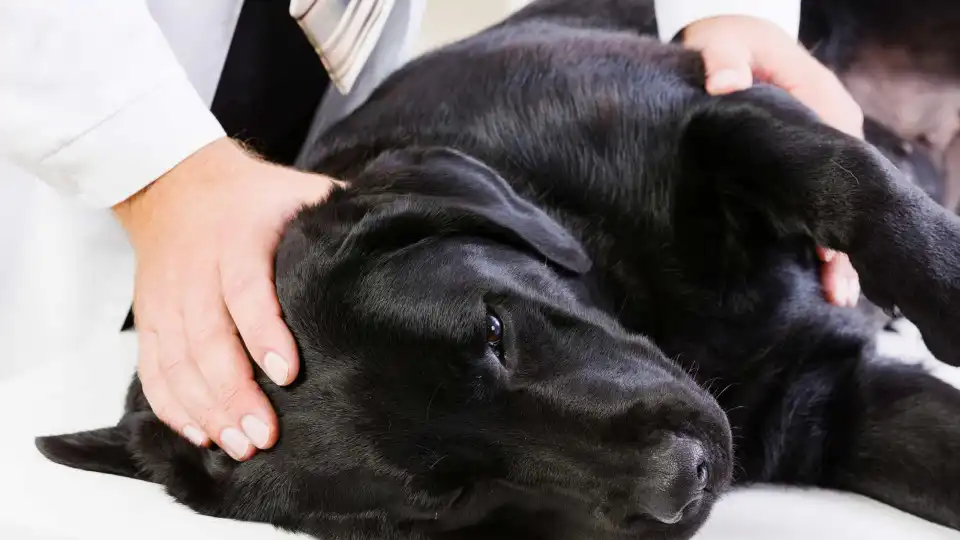 Doença cardiovascular é a quarta causa mais comum de morte em cães