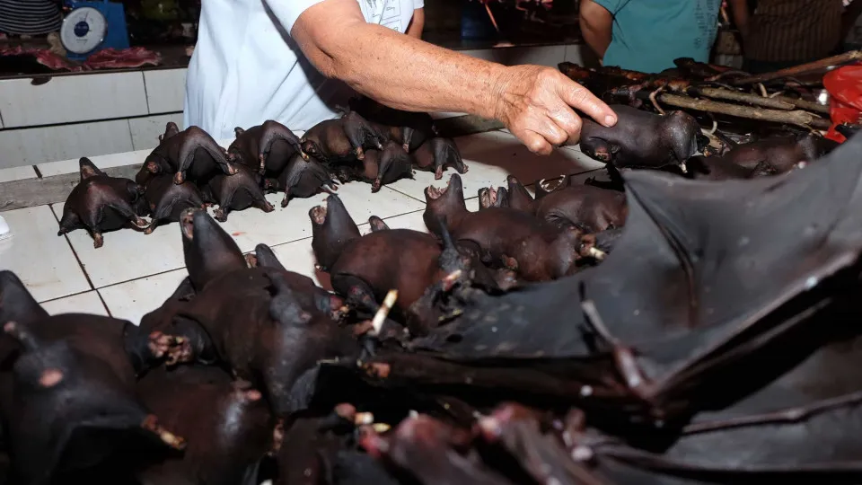 Mercado de animais selvagens igual àquele onde surgiu vírus segue aberto