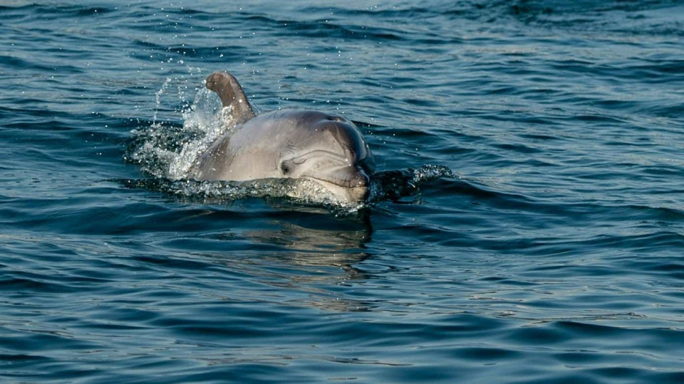 Golfinho morto e em decomposição encontrado na praia do Malhão em Odemira