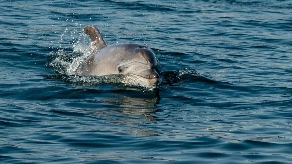 Duas espécies de golfinho com 20 milhões de anos identificadas na Suíça