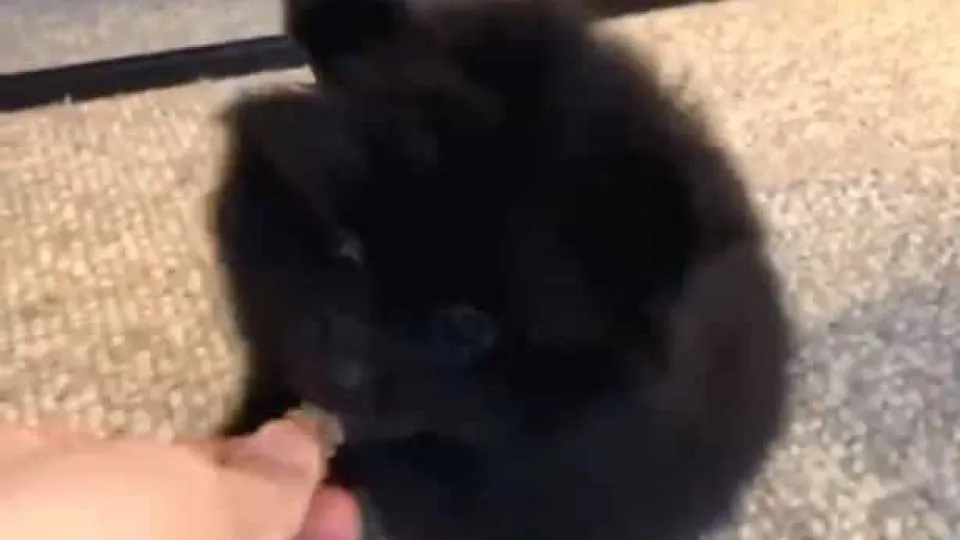 Toca à campainha e recebe um biscoito. O melhor negócio para Leila