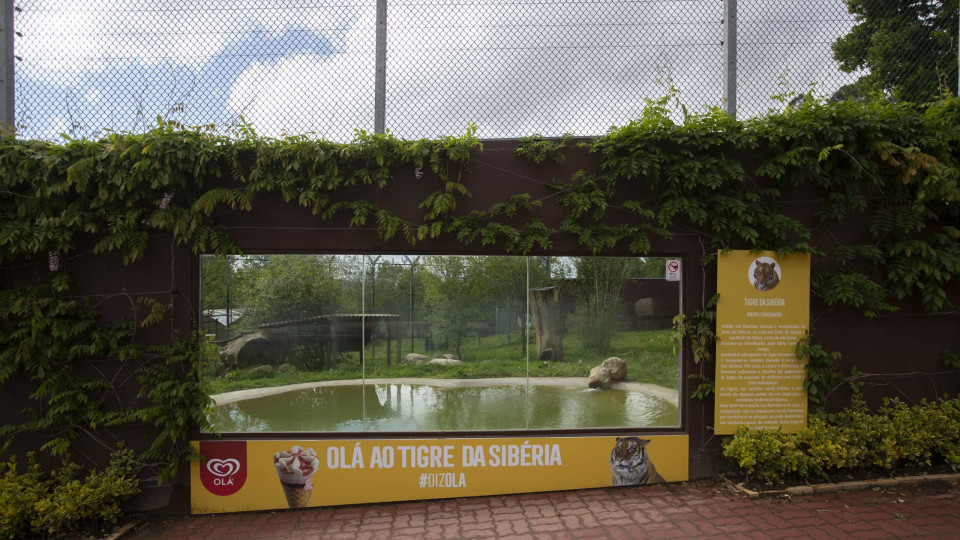 Zoo de Santo Inácio reabriu portas esta manhã e já recebeu visitantes