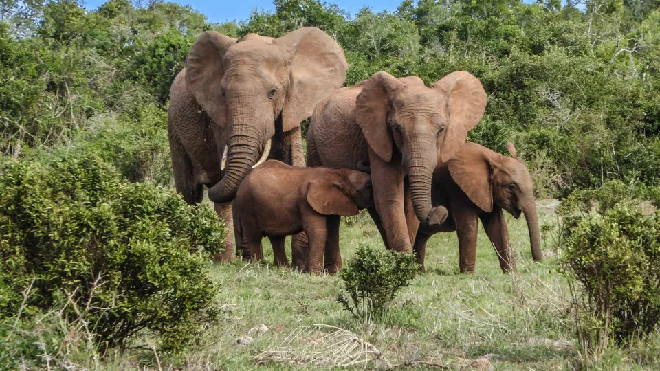 Elefantes já mataram 60 pessoas no Zimbabué este ano