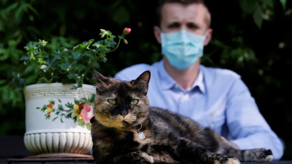 Gata de 9 anos recupera da Covid-19 em França
