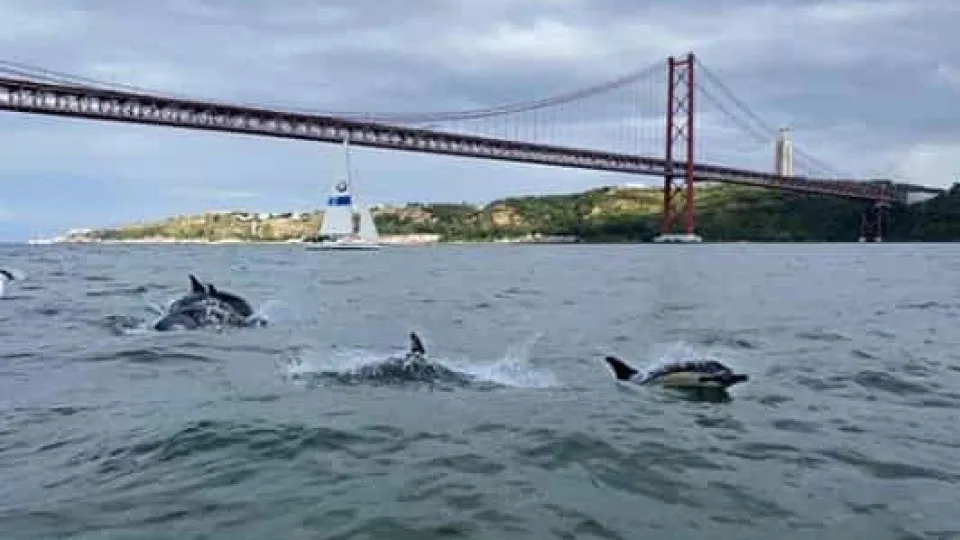 Golfinhos voltaram a visitar rio Tejo e parece que gostaram