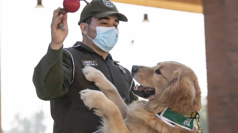 Polícia chilena treina cães para detetar infetados com Covid-19
