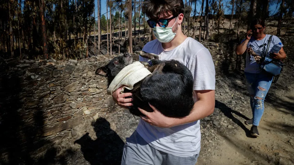 Diretor-geral da DGAV demite-se após incêndio em canis de Santo Tirso