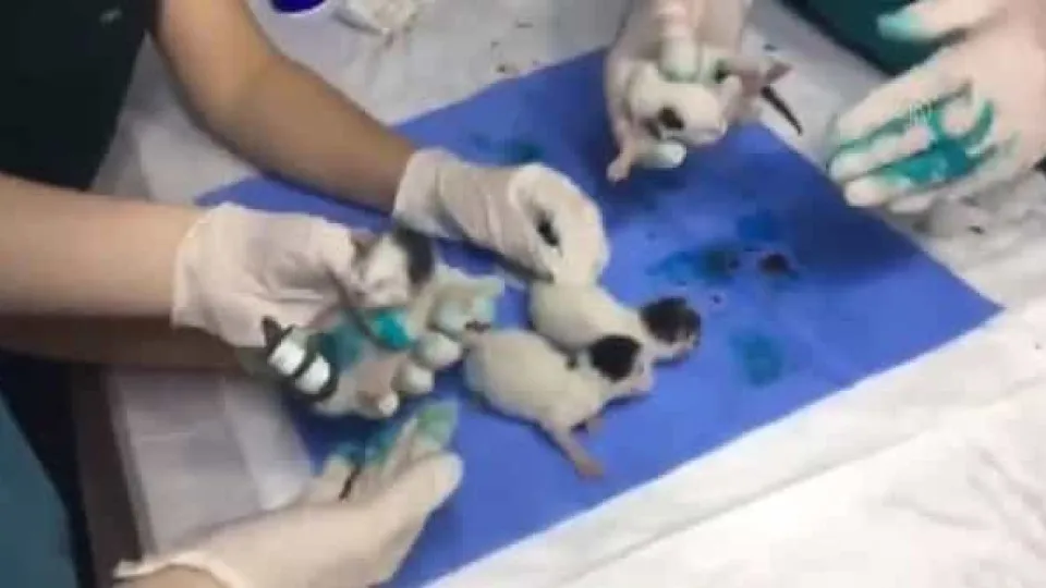 Gatos siameses sobrevivem a cirurgia para os separar