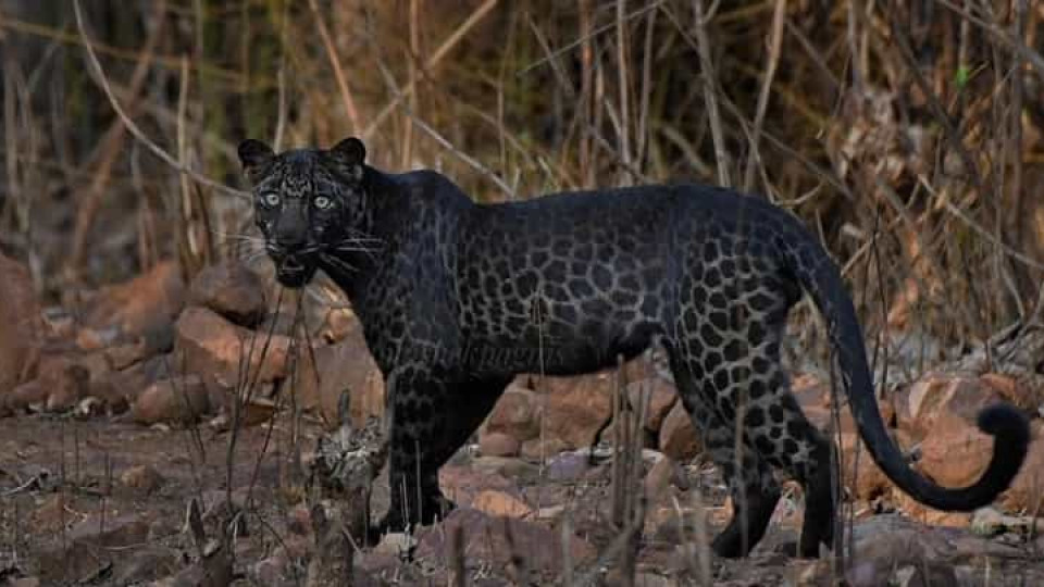 EUA. Atacado por leopardo após pagar para ter total contacto com animal