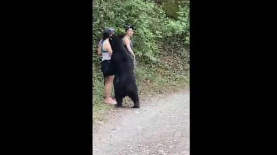 Urso que se aproximou de mulheres durante selfie foi capturado e castrado