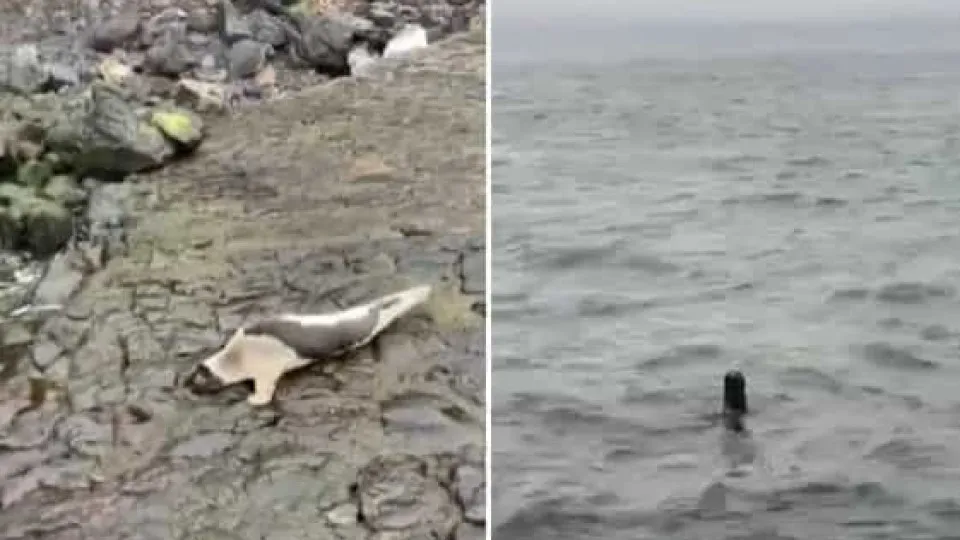 Foca-harpa avistada em duas praias diferentes da ilha do Faial