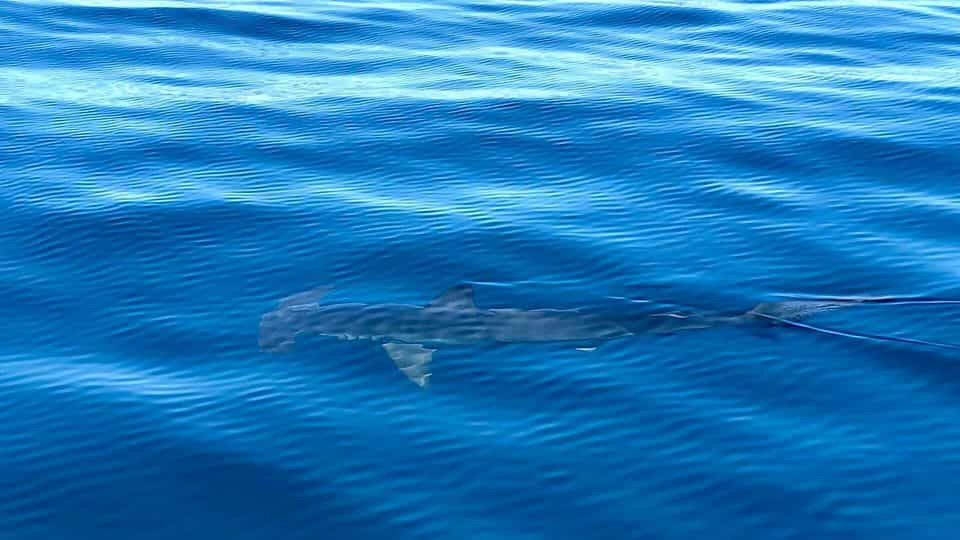 Tubarão-martelo filmado junto à Ilha da Culatra em Faro