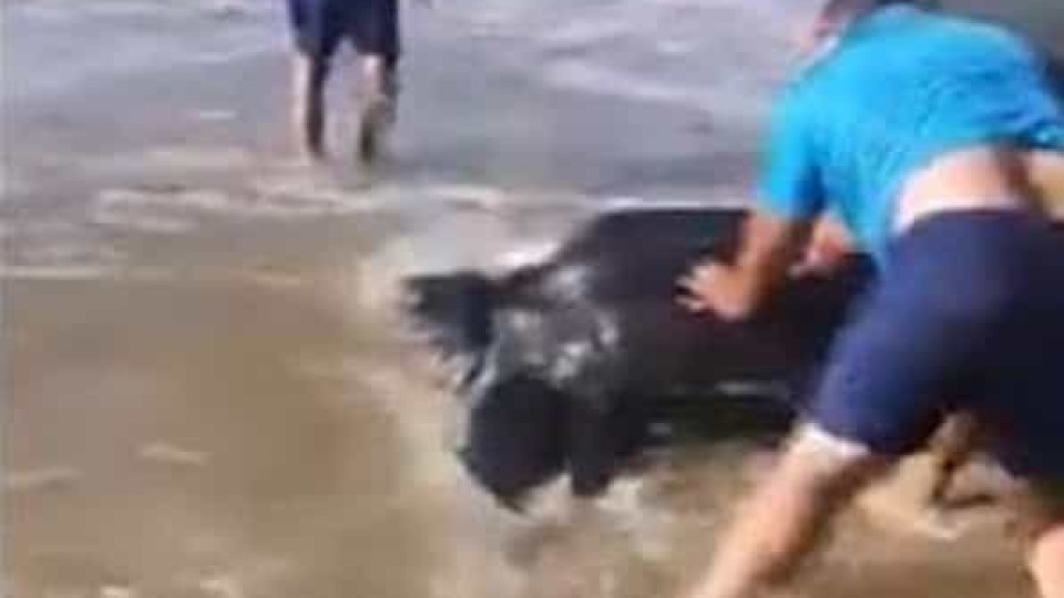 Tartaruga gigante devolvida ao mar por pescadores em praia de Aveiro