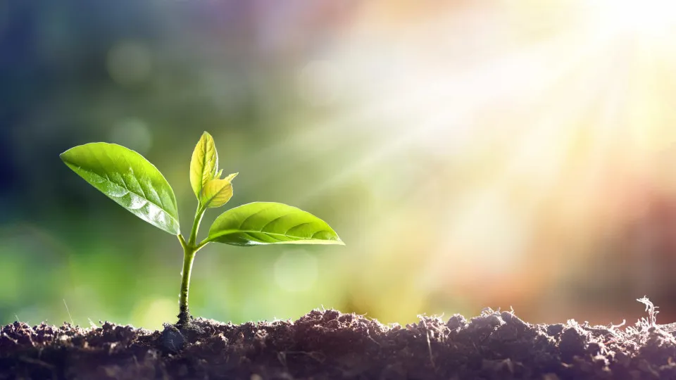 Criados bioestimulantes para que plantas resistam a alterações climáticas