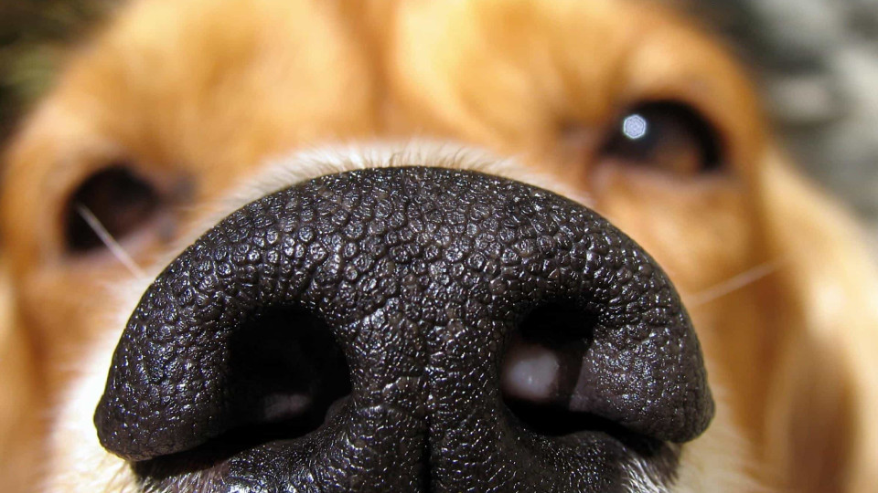 Centenas de cães doentes após passearem nas praias na costa de Yorkshire