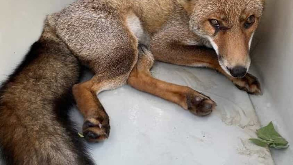 GNR resgata raposa acorrentada em Vila Nova de Famalicão