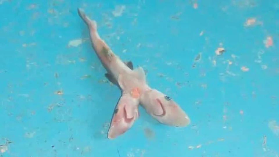 Raro tubarão bebé de duas cabeças encontrado na Índia