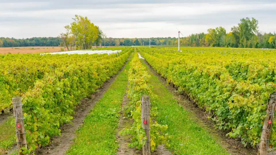 Douro quer saber quantas uvas ficaram por vindimar em 2024