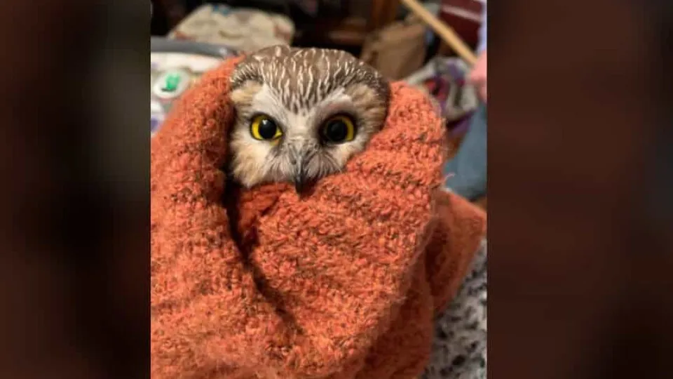 'Milagre de Natal': Coruja encontrada em árvore de Natal de Nova Iorque