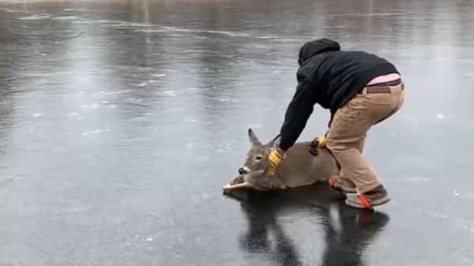 Homem arrisca-se para salvar veado preso em lago gelado nos EUA