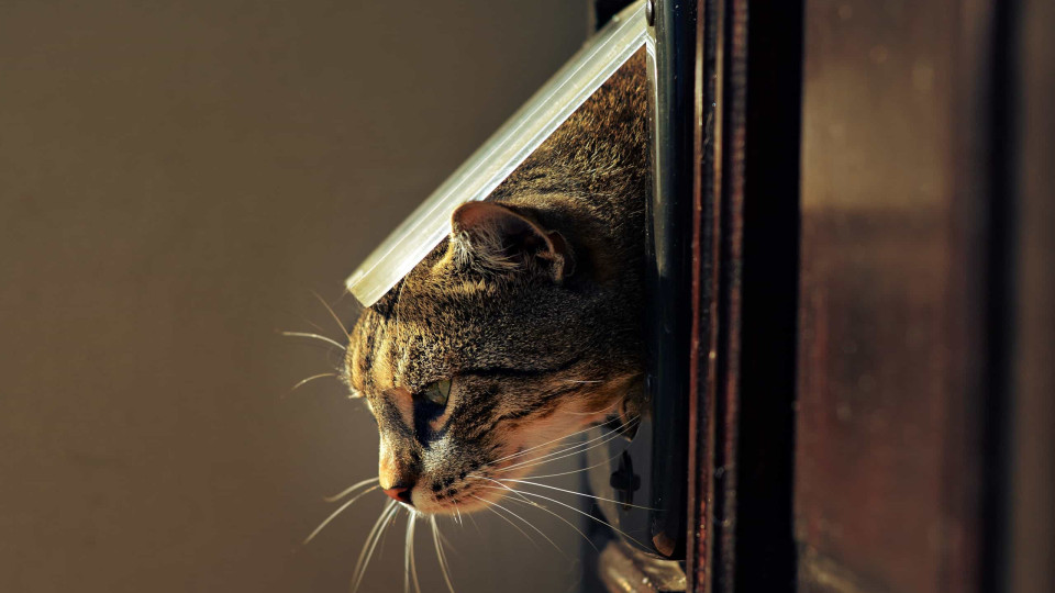 Sabe quem inventou a porta para gatos? Isaac Newton, diz-se