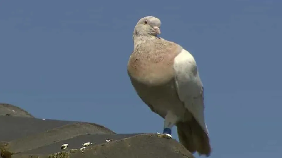Austrália quer abater pombo que atravessou o Oceano Pacífico desde os EUA