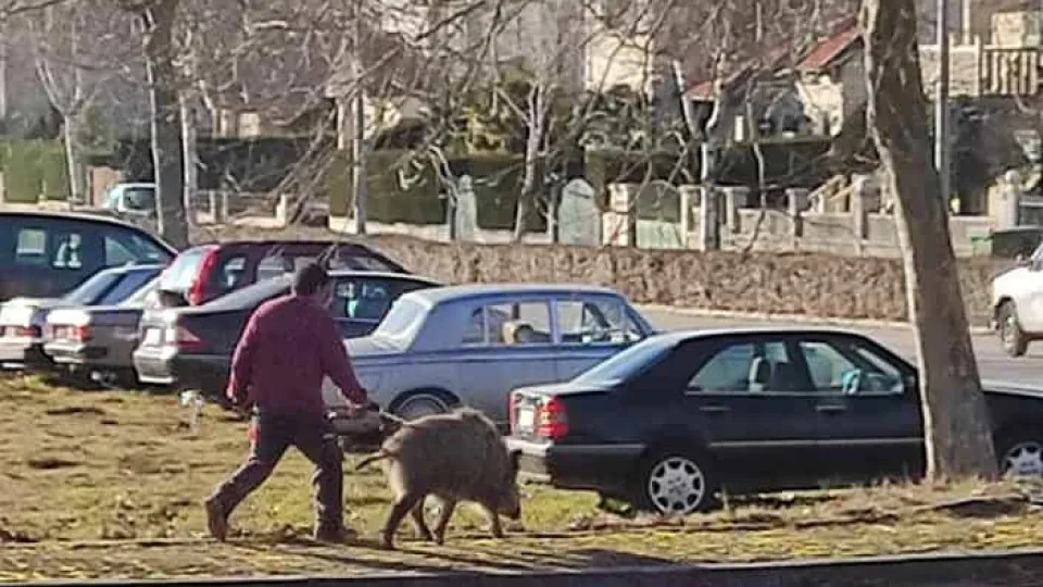 Homem passeia javali (de trela) em Montalegre