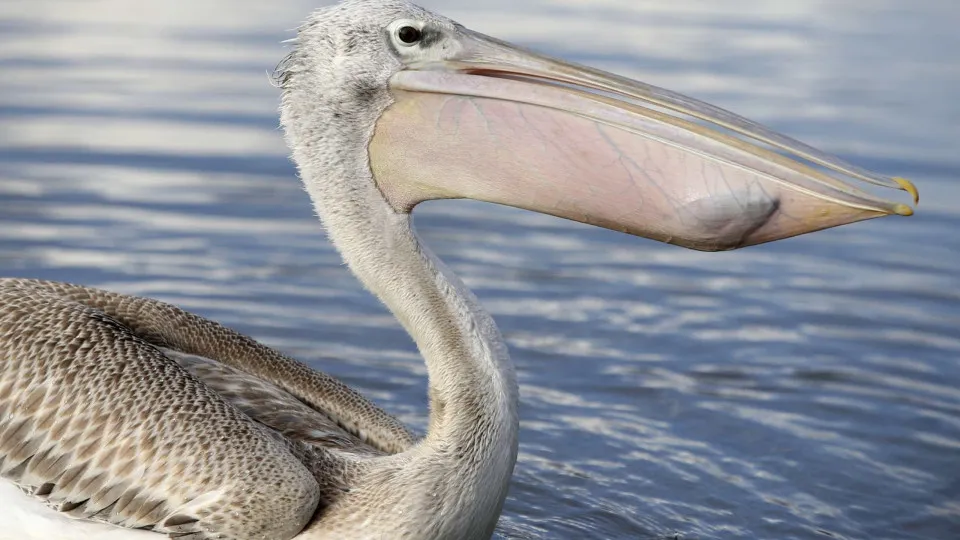 Mais de 22 mil aves marinhas encontradas mortas por gripe aviária no Peru