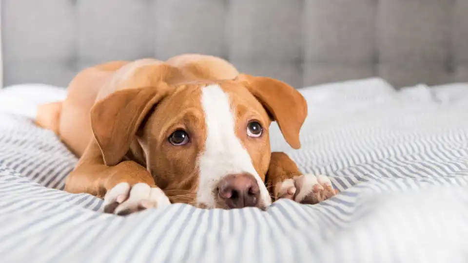 Médica alerta para os perigos de deixar o cão dormir na sua cama 