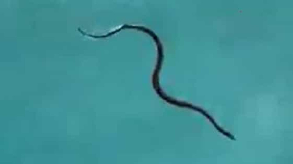 Família australiana encontra cobra venenosa a nadar na piscina de casa