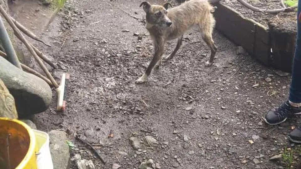 14 cães “desnutridos e anémicos” resgatados de casa na ilha da Madeira