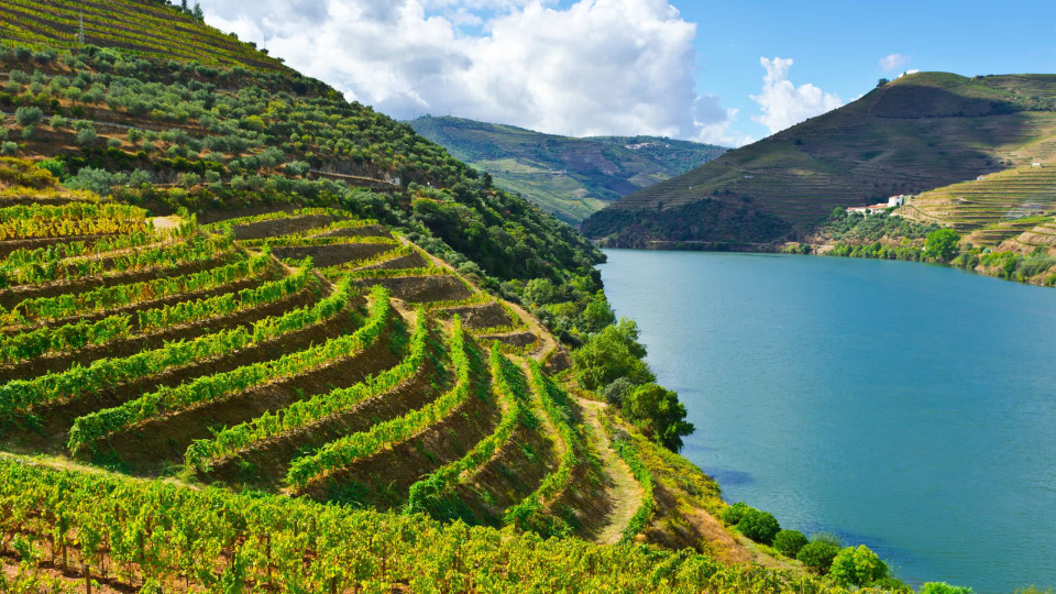 Douro. Começam as festas das vindimas à espera de aumento de produção