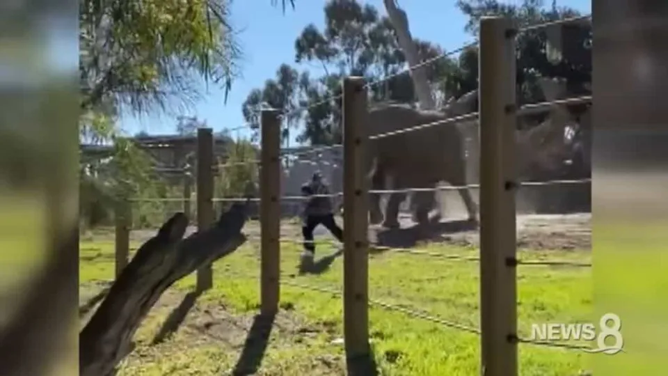 Elefante persegue pai que entrou em jaula com menina de dois anos