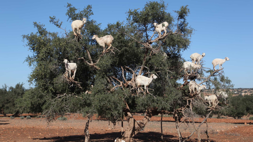 Como fazem os melhores trepadores do mundo animal