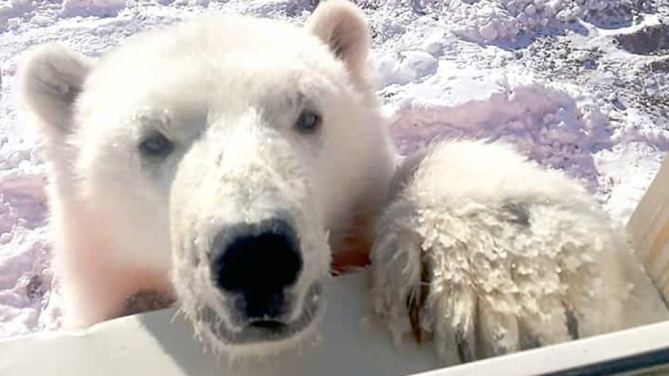 Vídeo. Urso polar domesticado em ilha russa vai agora viver em zoo