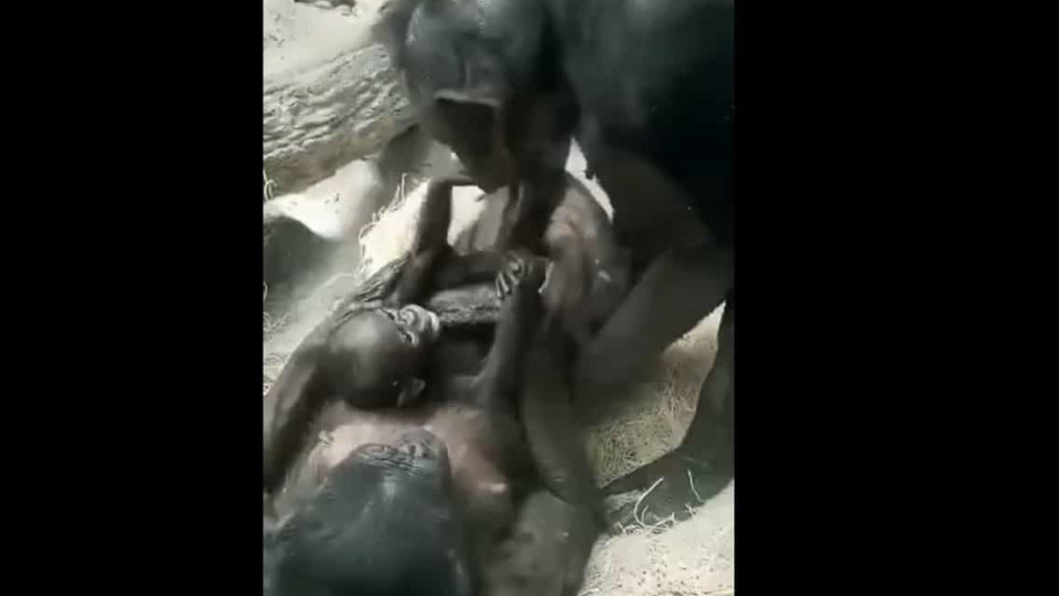 Brincadeira entre avó chimpanzé e neta enternecem a internet