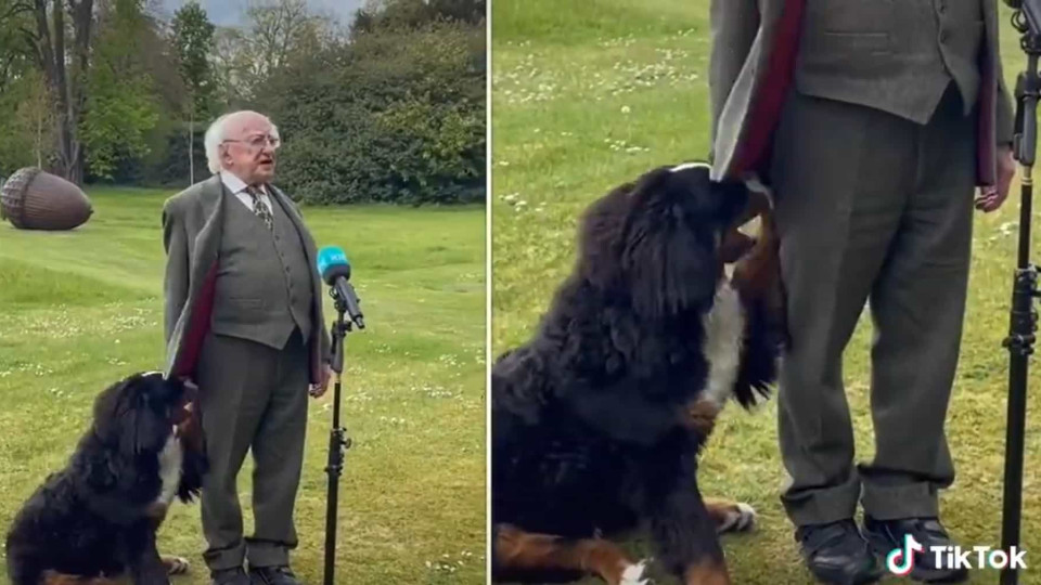 Cão rouba protagonismo a presidente da Irlanda durante declaração ao país