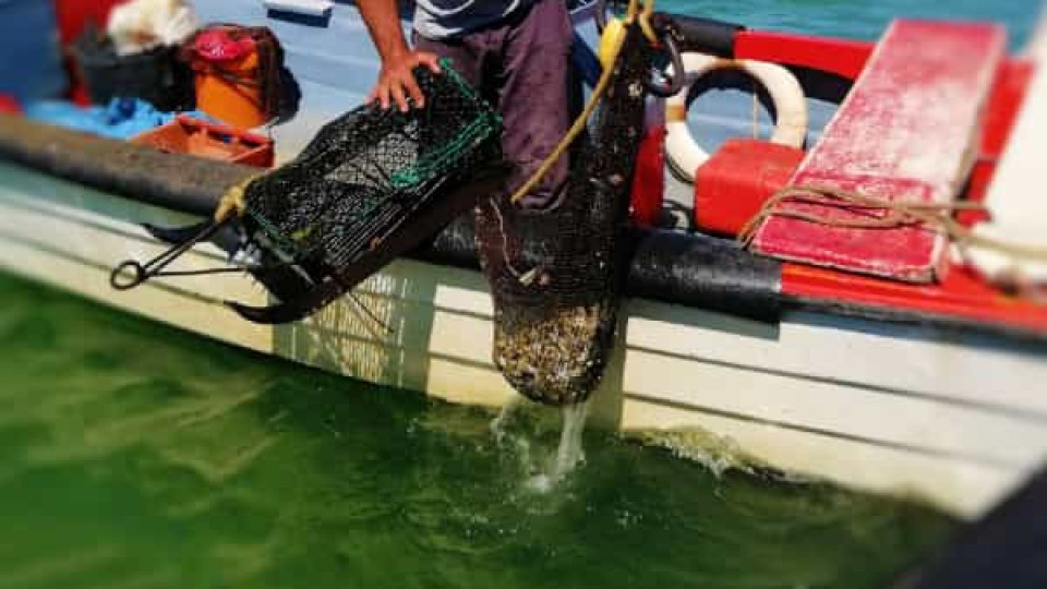 Licença para pesca com ganchorra condicionada a monitorização contínua