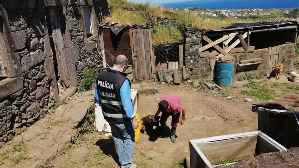 PSP resgata cães de maus-tratos graças a denuncia nas redes sociais