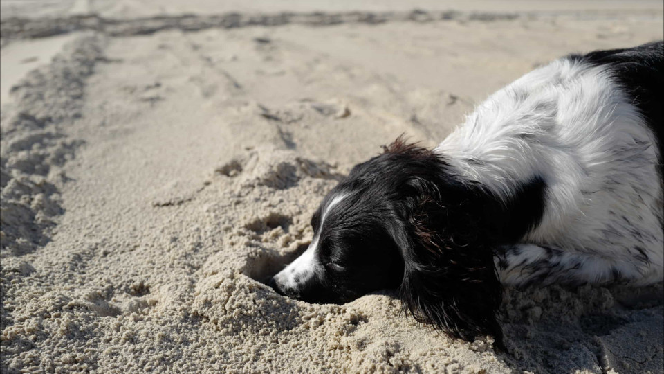 Concelho de Odemira com praia concessionada "amiga" dos cães