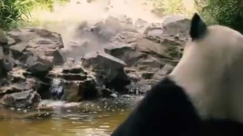 A boa vida de um panda a relaxar no zoo de Berlim